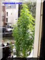 P8300038-web.jpg