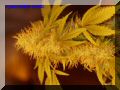 P8300052-web.jpg