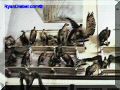 SAS--033-web.jpg